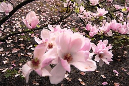 Ogród Botaniczny – magnolie kwitnące w Krakowie